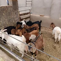 فروش بزغاله نر