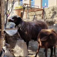 فروش یک عدد قوچ