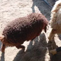 بره ماده به فروش می رسد|حیوانات مزرعه|رستم, |دیوار