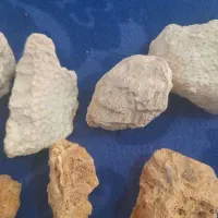 استخوان و فسیل دایناسور|کلکسیون اشیاء عتیقه|تهران, پونک|دیوار