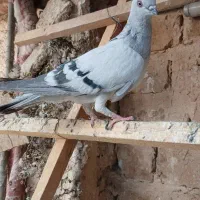 کفتر نقره ای|پرنده|قم, تعویض پلاک|دیوار
