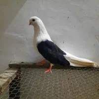 پشتدار دوکت سیاه کشیده و بلند