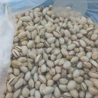 پسته بذری احمداقایی