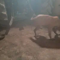 سگ پژدر|سگ|سرخنکلاته, |دیوار