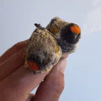 سهره و گلبسر درجه یک|پرنده|ملایر, |دیوار