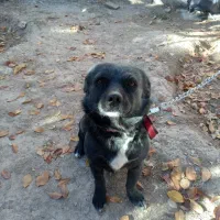 سک پاپی اشپیتز نر مشکی باهوش