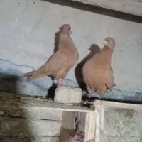 کبوتر|پرنده|سیلاخور, |دیوار