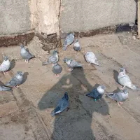 کبوترموشی نقره ای طوق سفید|پرنده|چناران, |دیوار