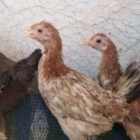 جوجه