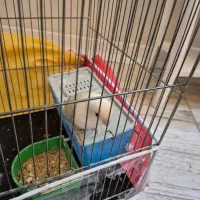 کوتوله برزیلی سفید|پرنده|مشهد, ادیب نیشابوری (شهرک غرب)|دیوار