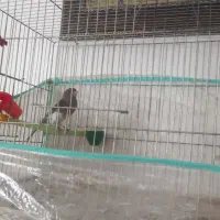 قناری کشیده بلند عالی و درجه یک|پرنده|یزد, |دیوار