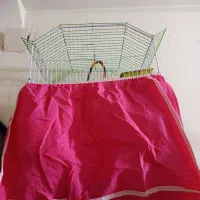 دوعدد مرغ عشق