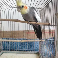 فروش ۵ عدد عروس هلندی|پرنده|فومن, |دیوار