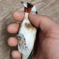 سهره رسمی نر ضمانتی|پرنده|مشهد, حسینآباد|دیوار