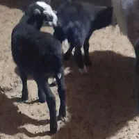 بره ماده رومانوف