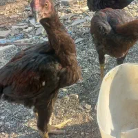 جوجه لاری ۱۱۰روزه