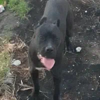 کنکورسو جنسیت نر|سگ|کرمانشاه, |دیوار