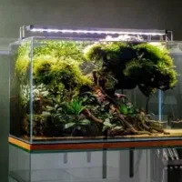 نصب و تجهیز کردن آکواریوم آب شیرین و بلک واتر