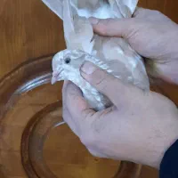 کفتر پرشی زردی رنگی چادری غریب گیری