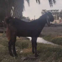 تروشت مالداری نسل ستایی هکل دار گلابی|حیوانات مزرعه|ایرانشهر, |دیوار