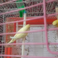 یه جفت مرغ عشق زیبا ،ماده پروانه ای|پرنده|بهارستان, |دیوار