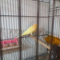 ماده قناری سوپر اماده