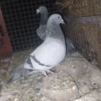 کفتر|پرنده|نرماشیر, |دیوار
