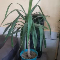 گل طبیعی