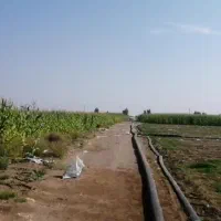 ۴ هکتار زمین با ۶ ساعت آب ک ۲ هکتارش آماده کشت هست|فروش دفتر صنعتی، کشاورزی، تجاری|جازموریان, |دیوار
