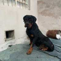 روتوایلر ماده