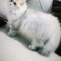 گربه فحل دارم