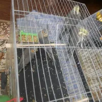 ۴تا جوجه عروس هلندی|پرنده|تهران, تهرانسر شمالی|دیوار