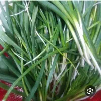 برگ موسیر بفروش میرسه