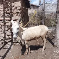 خر فروشی نر