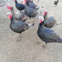 فروش بو قلمون (قه ل)|حیوانات مزرعه|اشنویه, |دیوار