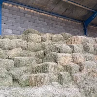 یونجه خشک انباری