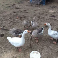 شش عدد غاز محلی جوان|پرنده|تالش, هشتپر|دیوار