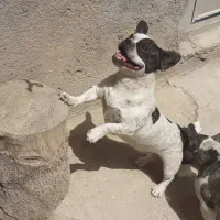 سگ فرنچ بولداگ