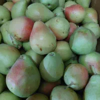 گلابی و هلوی کوهستان