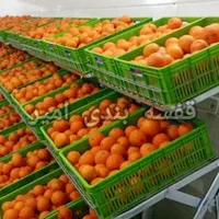 استند میوه و سبزی|فروشگاه و مغازه|یزد, |دیوار