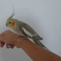 عروس|پرنده|اهر, |دیوار