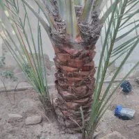 پا جوش برحی