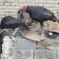 بوقلمون محلی10عدد|حیوانات مزرعه|زرین دشت (همدان), |دیوار