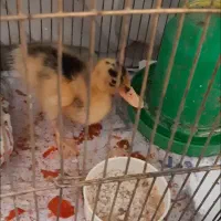 جوجه اردک سالم