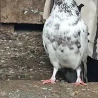 کبوتر نر پرشی عالی خال قرمز|پرنده|سرخرود, |دیوار