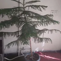 گلدان کاج مطبق به اندازه یک ونیم متر
