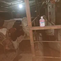 گاو‌گوساله نر اصیل|حیوانات مزرعه|صومعه‌سرا, |دیوار