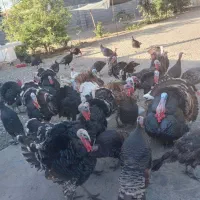 بوقلمون فروشی