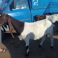 بز پاکستانی اصیل  ابستن