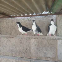 کفتر پرشی|پرنده|قزوین, |دیوار